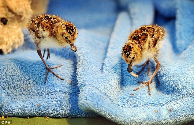 ��Σ�������״���Ӣ�������ɹ�