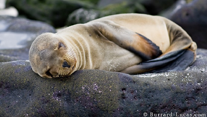 ��֪����ô��Ұ��������д�漯�𣿣�ͼ��