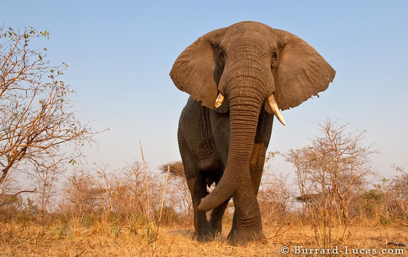 ��֪����ô��Ұ��������д�漯�𣿣�ͼ��