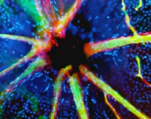 ���δ������������ͼƬ  ����ϸ��ͼ