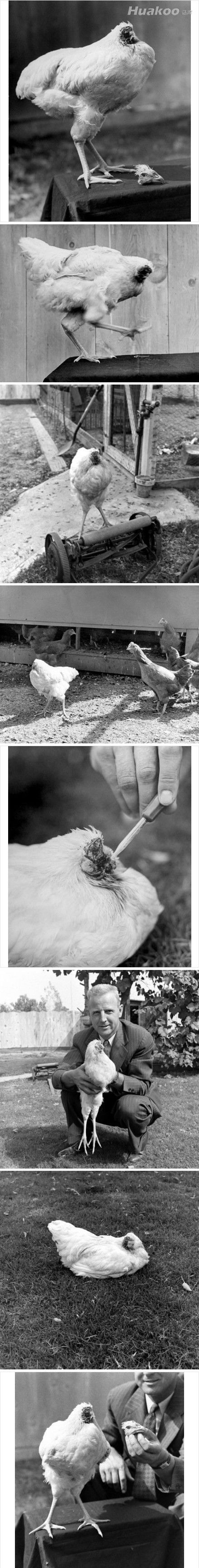 ��ͼ����һ�ڻ��絽��Ļ�� ��ЦͼƬ