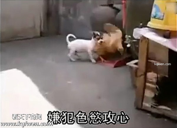 ��ɫС�������컯�����Ｆ(��ͼ)